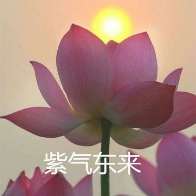王国纪元旧版本下载
